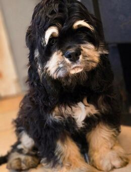 American Cocker Spaniel Rüde - Zeven