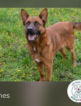 Jones: Sucht ein Zuhause - Kirchzell