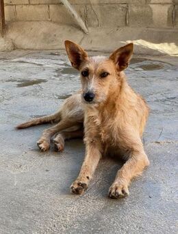 Dakota unser ängstlicher Struwwel - Langen (Hessen)