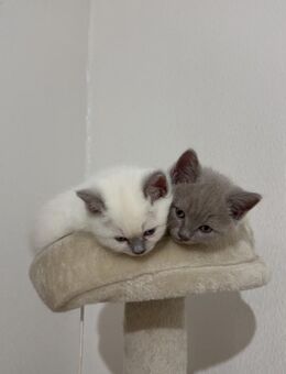BKH Katzen Babys 11.07 abzugeben - Wöllstein