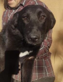 Benno 48 cm - Alpenrod