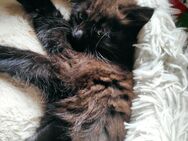 Kätzchen Kitten schwarz abzugeben Katerchen mit langem Fell - Friedrichshafen