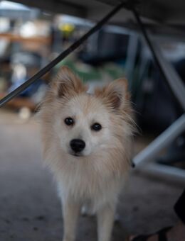 Hund zu verkaufen - Dreieich