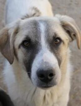 Hagrid süßer Junghund - Kallmünz