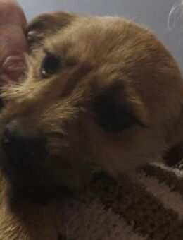 MIMI - herzlos in Eiseskälte ausgesetzt - Seggebruch