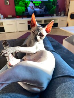 Deckkater gesucht - Dessau-Roßlau