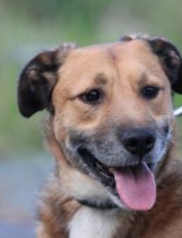 Sanjay - sehr verspielt u. kinderlieb - Lohra