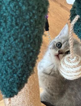 Bkh Katze lulu - Rheine Zentrum