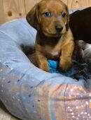 Dackelwelpen in 98630