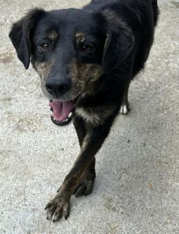 RUBY - aufgeschlossen und freundlich! - Korschenbroich