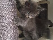 XXXL- reinrassige Maine Coon Babys erster Wurf, gesund und munter! Beide Eltern besitzen Stammbaum. - Bielefeld Zentrum