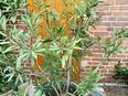 Oleander rosa in 30890