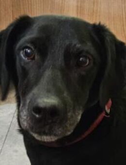 MAYA💖sanft, klug & katzenverträglich - Hamburg