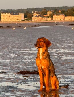 Junger Mischlingsrüde - Petershagen (Eggersdorf)
