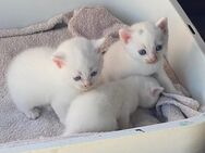 Einzigartige Kitten, Mutter Kaho Manee -BKH weiß Mix Vater Maine Coone - BKH Blau Mix zu verkaufen - Mosbach