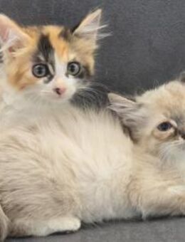 CLEMENTINE&CLEO - zwei kleine Notkinder! - Sulzbach-Laufen