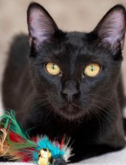 Kleine Schwestern Biela & Bujia - Bad Camberg