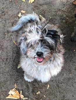 Pudel-Shihtzu Mix Welpen mit Ahnenpass - Klein Nordende