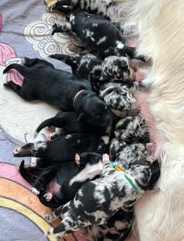 Golden Aussie / Aussie Retriever / Golden Retriever /Australian Shepherd Welpen - Ennigerloh