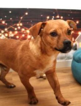 Caramelo 29 cm 7 mon. - Finning