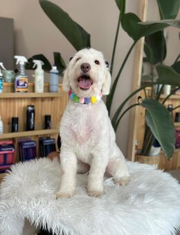 Dobby - ein Hundeherz voller Liebe - Eixen