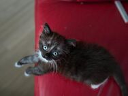 Norweger Mix kitten sucht zuhause - Chemnitz