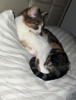 1 Hauskatzedringliche Vermittlung - Eisleben (Lutherstadt)