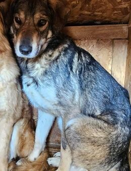 Fred - Ellies Sohn - Dreikirchen