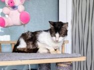 🌸Zutrauliche Sophia🌸🆘NOTFALL - Eislingen (Fils)