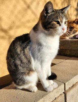 Süße, fröhliche Katze Ashley - Karlsruhe