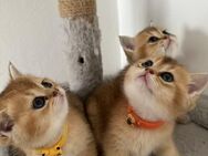Reinrassigen BKH Katzen - Schorndorf (Baden-Württemberg)
