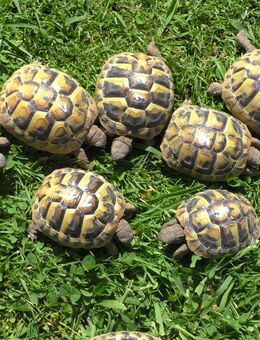 Nachzuchten 2024,der Griechischen Landschildkröte (Testudo hermanni boettgeri), abzugeben. - Löhne