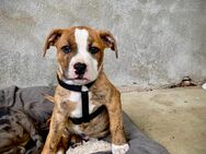 American Bully Welpe Rüde auszugsbereit - Steinweiler