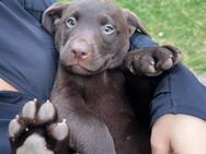 Reinrassige Labrador Welpen - Günzburg