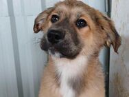 🐶Verspielter Welpe Rusty💚 - Eislingen (Fils)