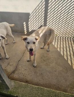 Zuhause gesucht: CHIARA (w) aus Italien - Büdingen