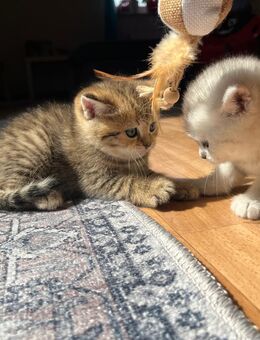BKH Baby Katzen - Fuldabrück