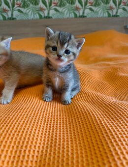BKH Kitten Golden Shaded - Rheine