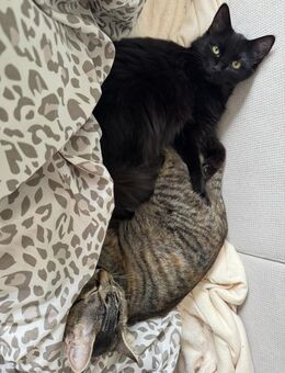 2 katzen zu verkaufen - Bergkamen