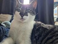 FIV positive Schmusekatze Bebe sucht das - Margetshöchheim