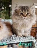 BLH Kitten mit viel Liebe aufgezogen, suchen ihr allerbestes Zuhause. in 29556