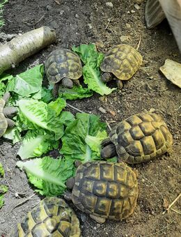 Griechische Landschildkröten - Lorsch (Karolingerstadt)
