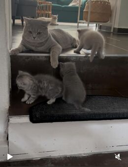 Britisch Kurzhaar Kitten in liebevolle Hände abzugeben - Bönen