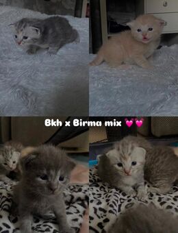 Bkh x ragdoll babykatzen mix - Bad Berneck (Fichtelgebirge) Zentrum