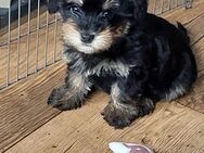 Schnoodle Welpen - Neumünster Innenstadt