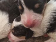 Reinr. Colliewelpen m. Ahnentafel zu verk. - Osterhofen