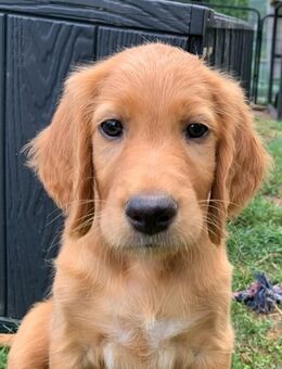 Traumhafte Irish Setter - Doggen Mischlinge - Weimar (Lahn)