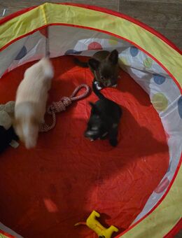 Unsere chihuahuas suchen ein zuhause - Lelkendorf