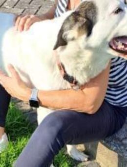 Naira sucht ein geduldiges Zuhause - München