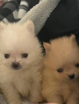 Pomeranian (Zwergspitz) Welpen - Rheinau